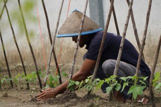 Pasca-Panen, Rutan Dumai Kembali Garap Lahan SAE dengan Budidaya Kacang Panjang